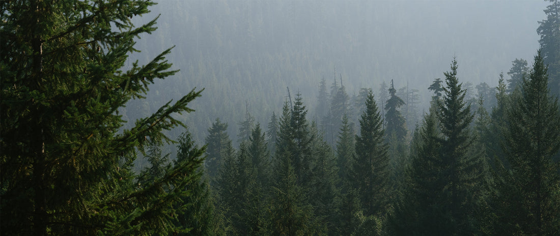 A pine forest